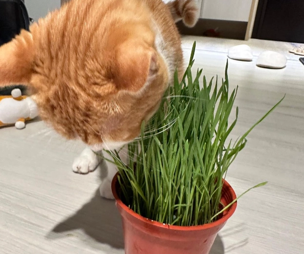 貓草保存方法 貓草保存方法