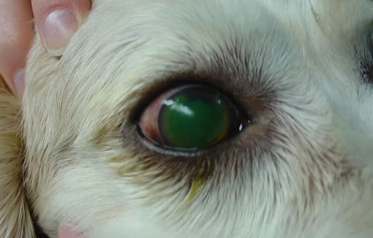 狗狗眼睛護理