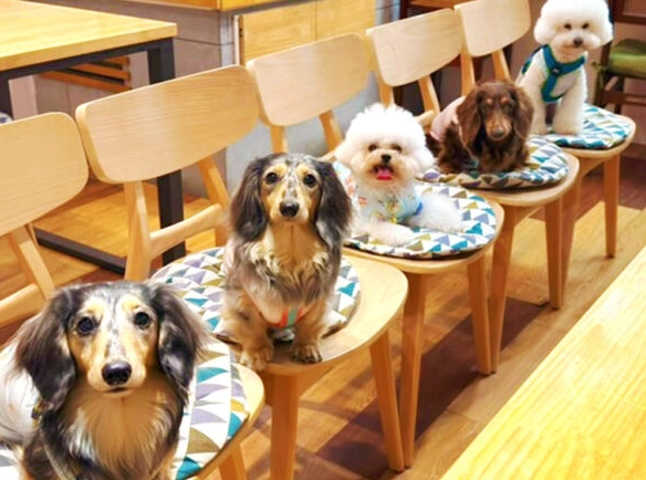 帶狗吃飯嘉義