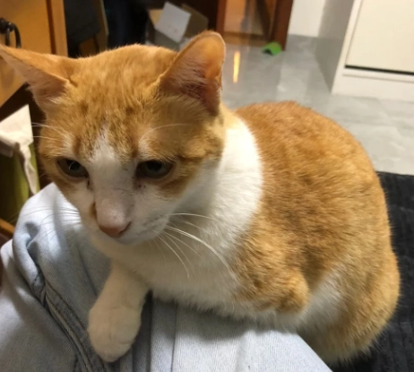 貓咪臨終症狀 貓咪臨終症狀