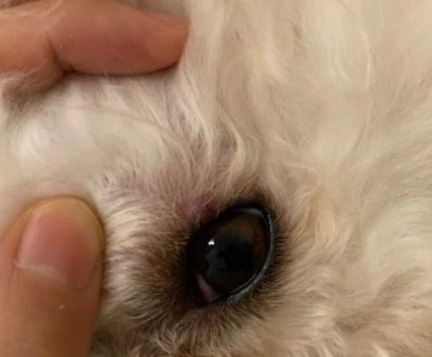 狗狗過敏眼睛腫 狗狗過敏眼睛腫