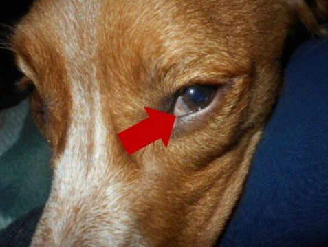 狗狗眼皮腫 狗狗眼皮腫