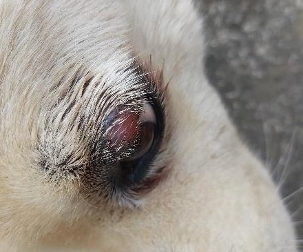 狗狗過敏眼睛腫 狗狗過敏眼睛腫