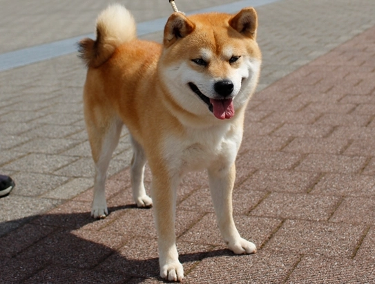 柴犬個性 柴犬個性
