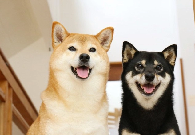 柴犬好養嗎 柴犬好養嗎