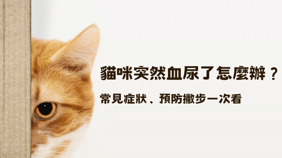 貓咪泌尿道感染