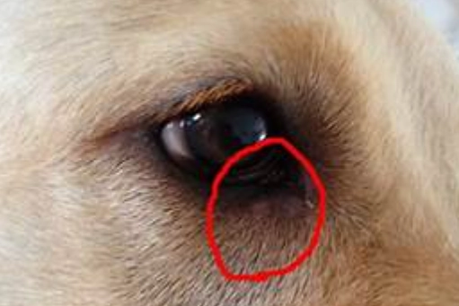 狗眼睛發炎 狗眼睛發炎