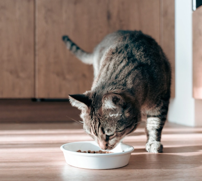 貓飼料怎麼選