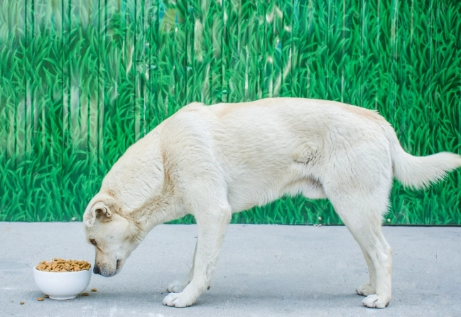 狗狗嘔吐未消化食物原因