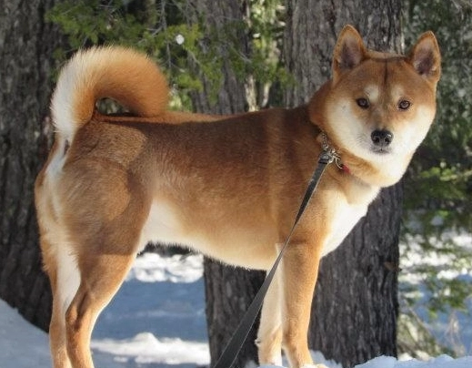 公柴犬過重