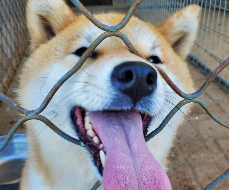 柴犬體重標準