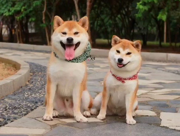公柴犬過重