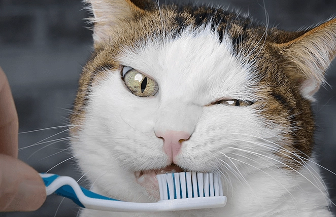貓咪牙齒保健