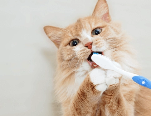 貓咪口腔清潔