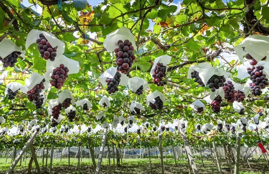 葡萄栽培技術