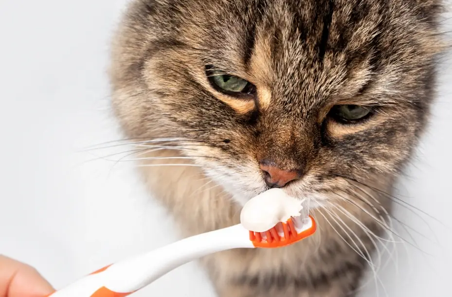 貓咪刷牙方法