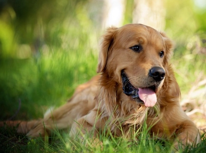 黃金獵犬行為矯正