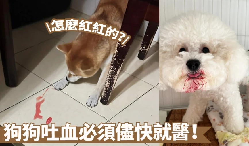狗狗吐血死亡原因