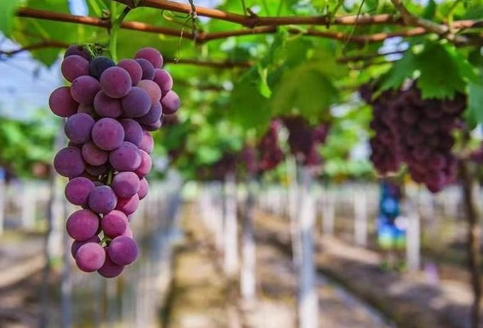 葡萄種植