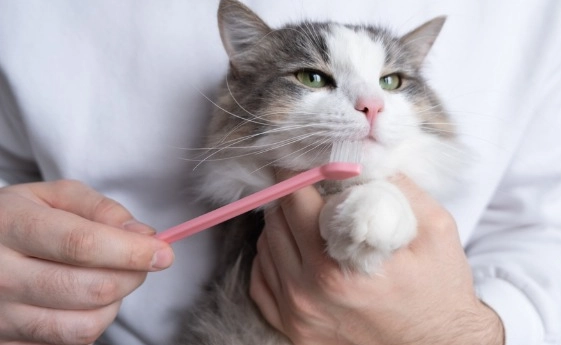 貓咪口腔清潔