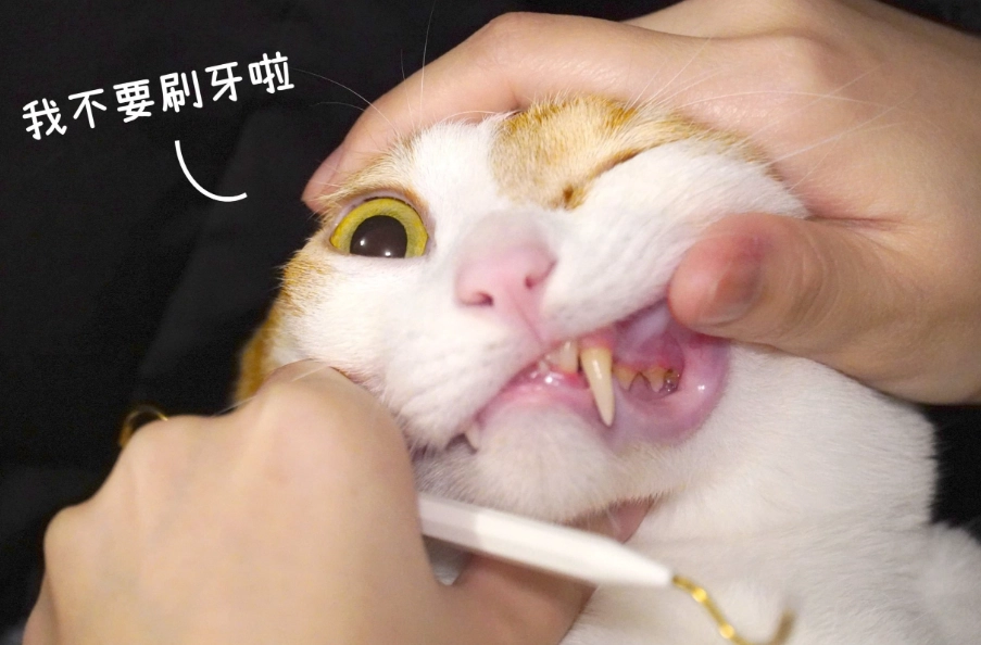 貓牙結石怎麼辦