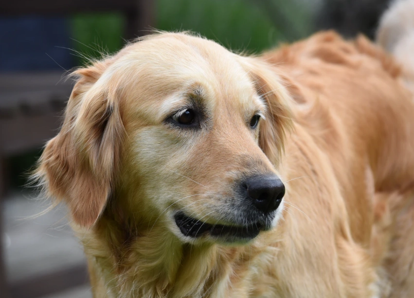 黃金獵犬行為矯正