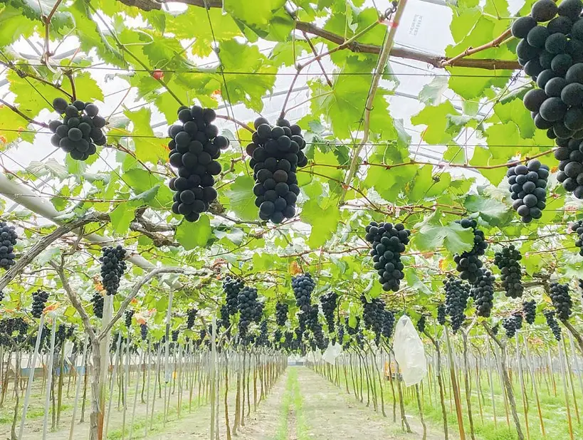 台灣葡萄種植