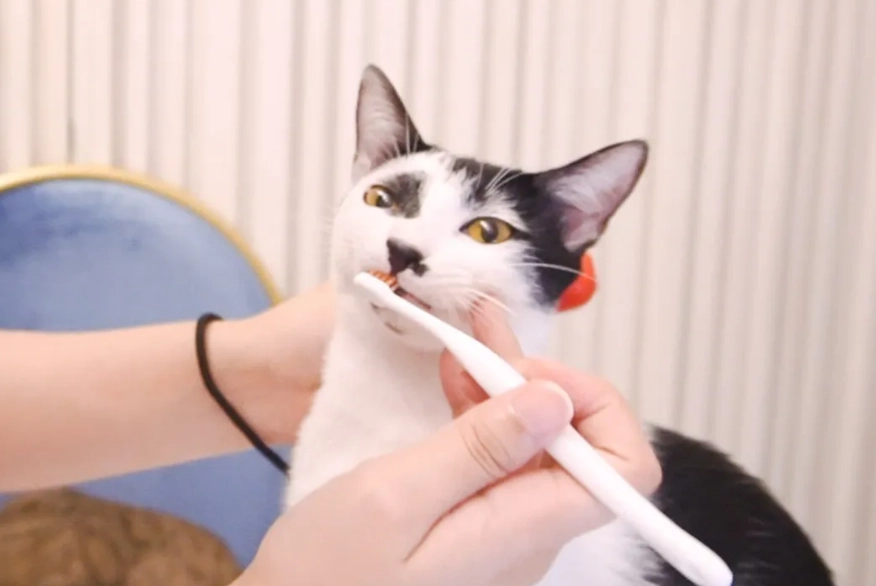 貓咪刷牙方法