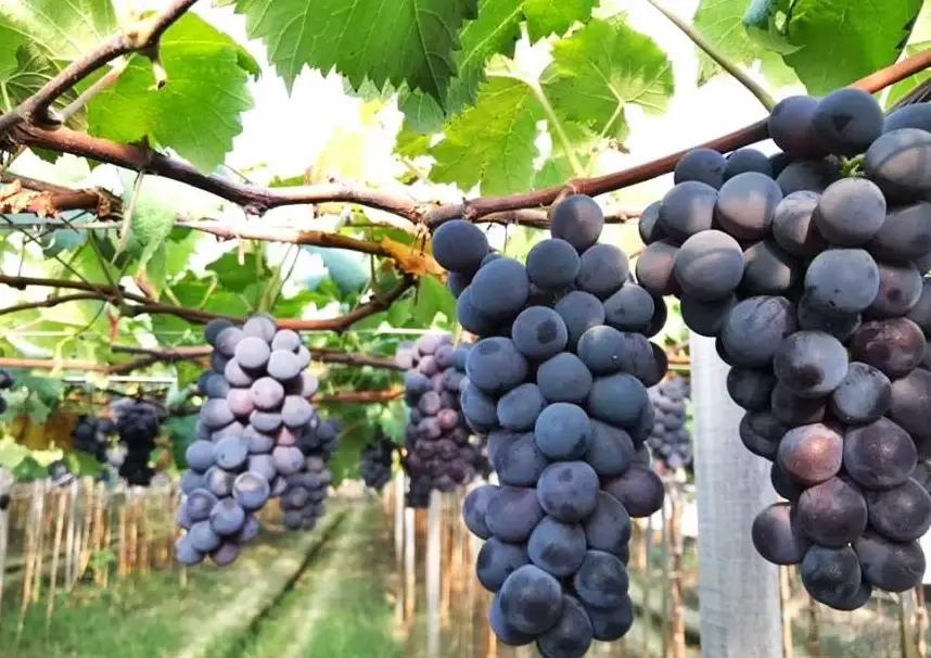 葡萄種植