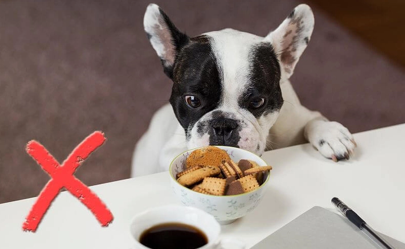 狗急性胰臟炎症狀