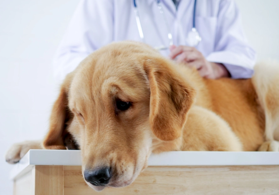 狗急性胰臟炎症狀