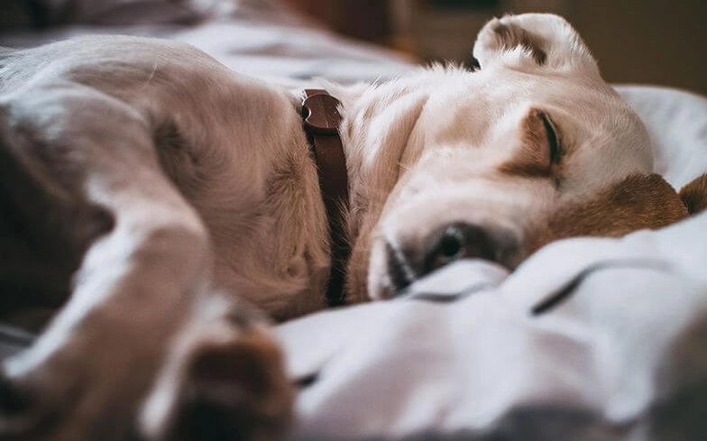 狗狗胰臟炎治療