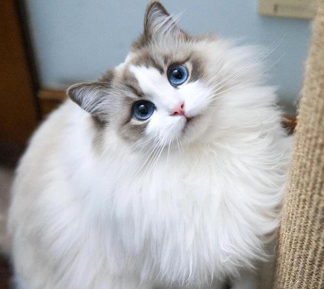 布偶貓遺傳病 布偶貓遺傳病