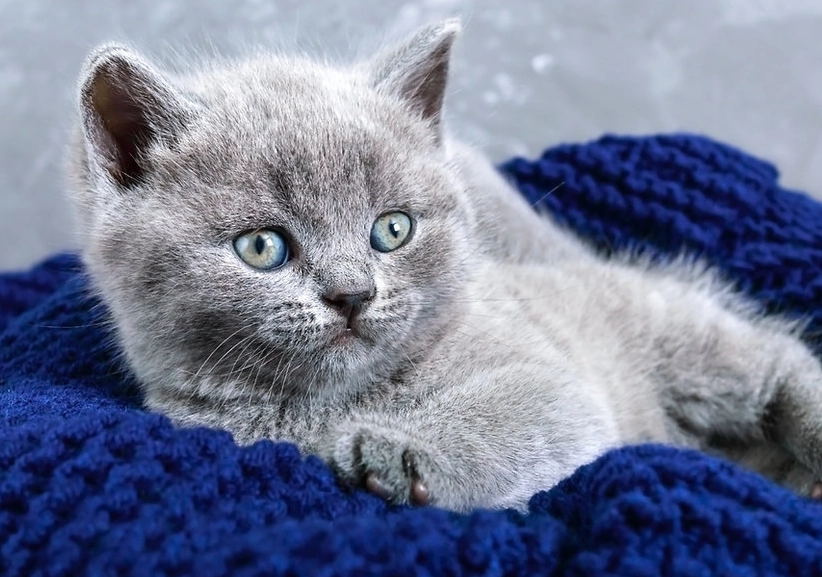 英國短毛藍貓性格