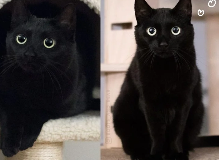 黑貓智商全解析：你的黑貓其實聰明得超乎想像