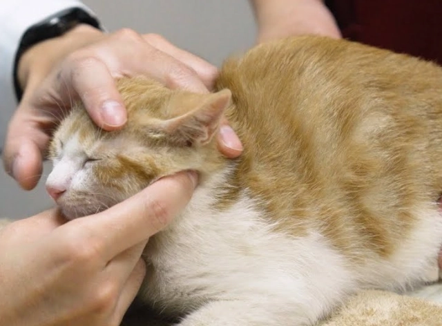 貓皰疹病毒照顧