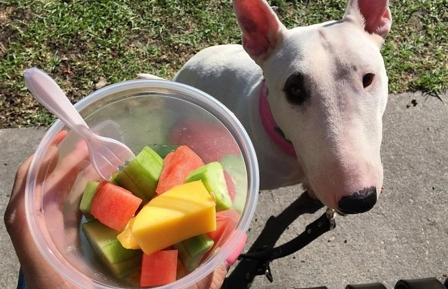 狗狗水果餵食指南 狗狗水果餵食指南