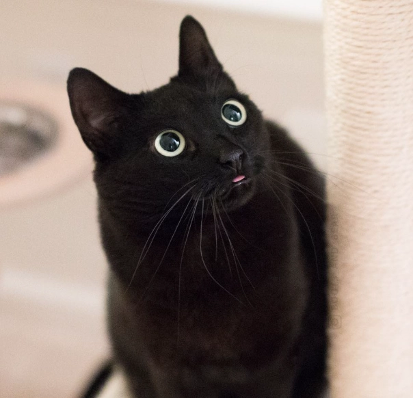 如何判斷黑貓智商