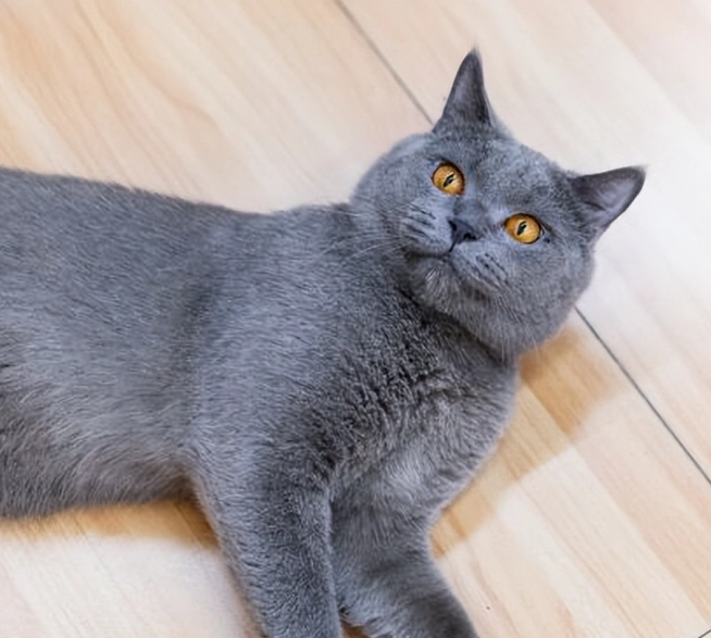 英國短毛藍貓飼養