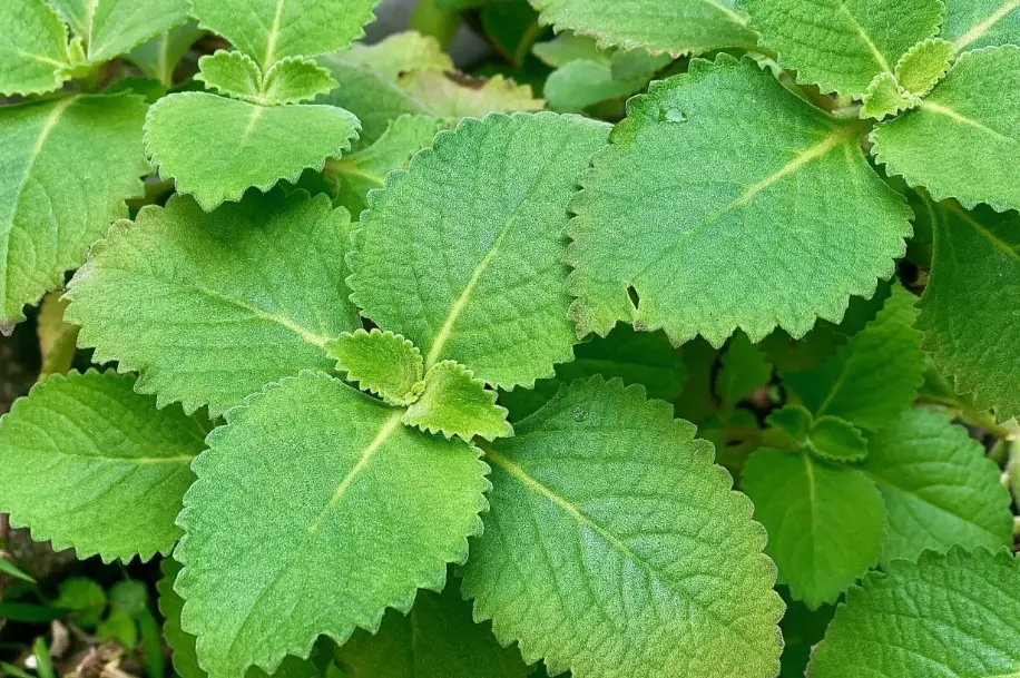 左手香使用禁忌