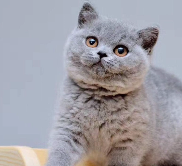 英國短毛藍貓性格