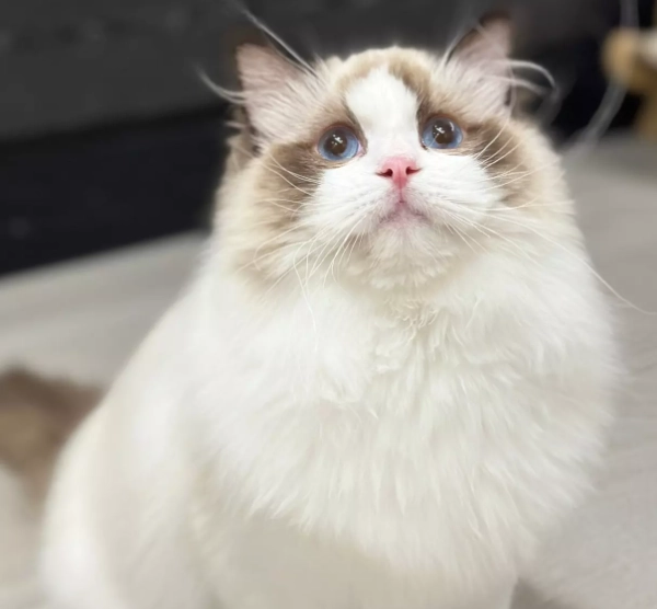 布偶貓遺傳病 布偶貓遺傳病