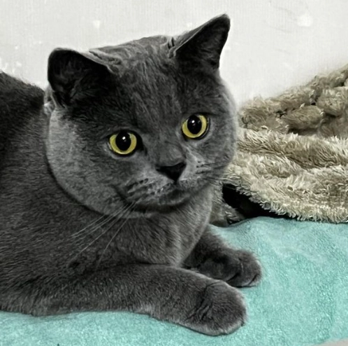 英國短毛藍貓價格