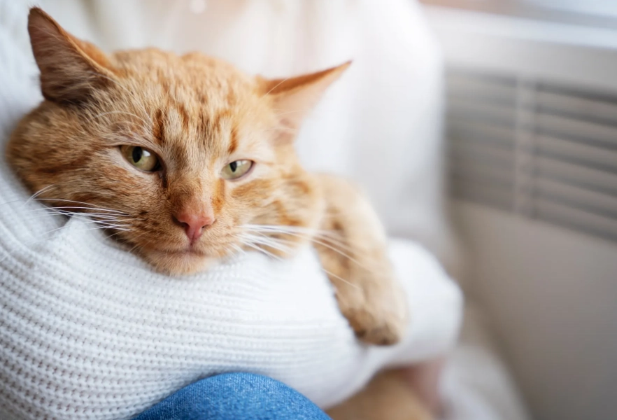 貓皰疹病毒照顧