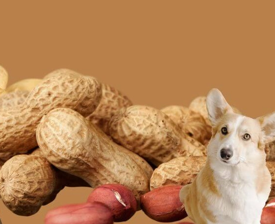 狗狗可以吃花生嗎？獸醫親授安全餵食全攻略與風險解析