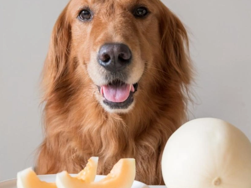狗狗可以吃哈密瓜嗎？獸醫親授安全餵食全攻略
