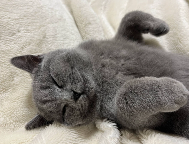 英國短毛藍貓飼養