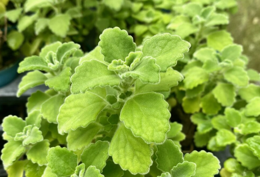 左手香使用禁忌