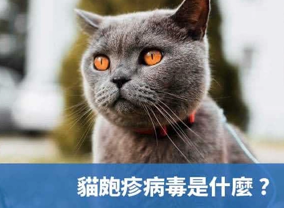 貓慢性鼻竇炎