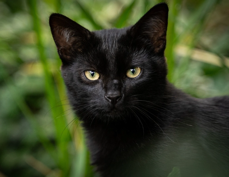 如何判斷黑貓智商